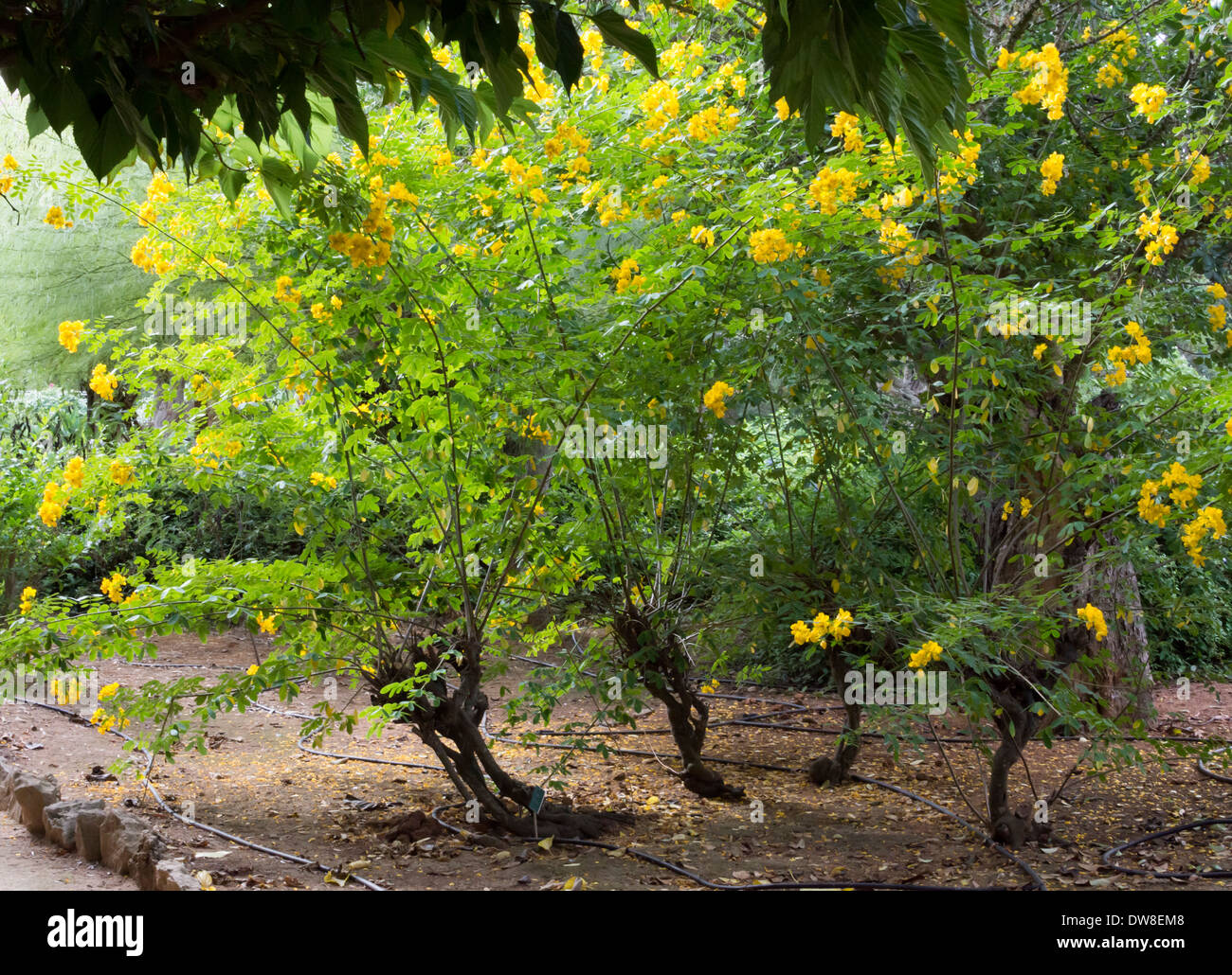 Blossoming Cassia Tree. Cassia tree in bloom, Mallorca, Balearic islands, Spain in October. Stock Photo