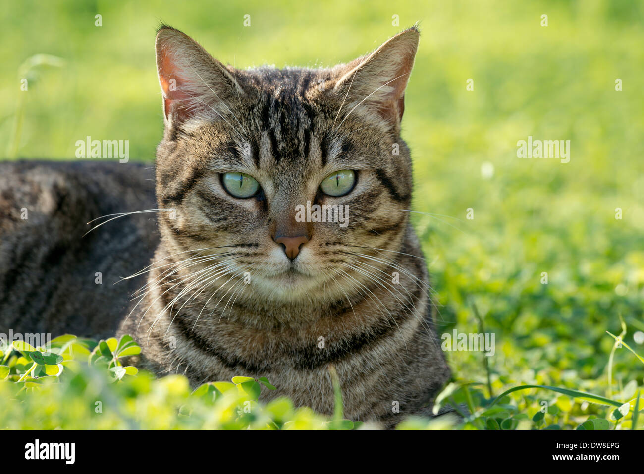 tabby cat in the garden Stock Photo - Alamy