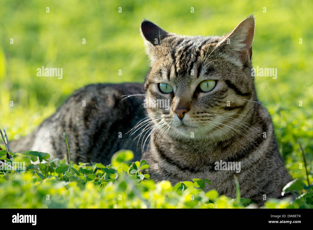 tabby cat in the garden Stock Photo - Alamy