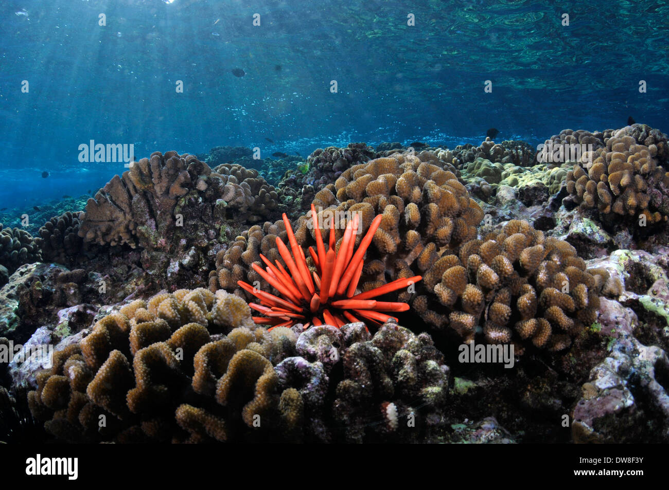 Healthy coral reef with a red slate pencil urchin, Heterocentrotus mamillatus, Molokini, Maui, Hawaii, USA Stock Photo