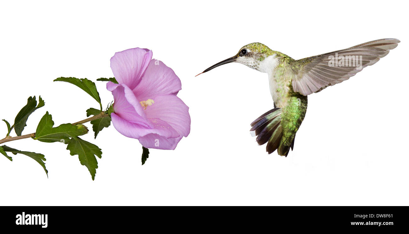 hummingbird floats backwards away from an open flower, white background Stock Photo
