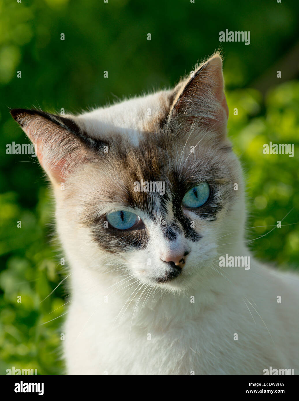 tortoiseshell and white cat with blue eyes