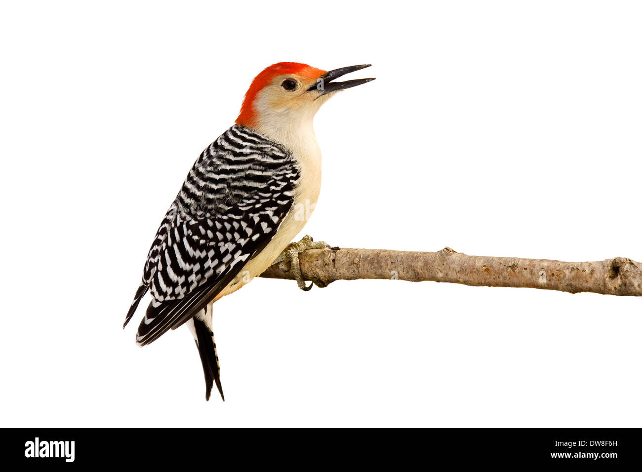 Profile of red-bellied woodpecker with beak open perched on a branch