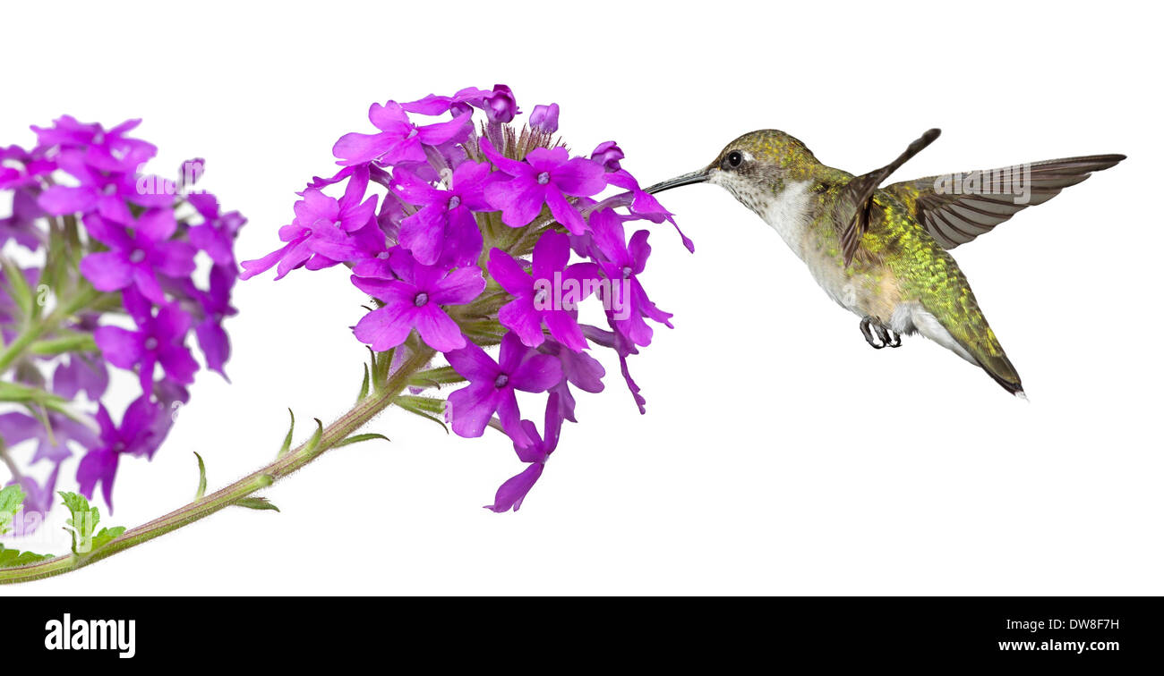 hummingbird drinks nectar from a purple phlox, white background Stock Photo