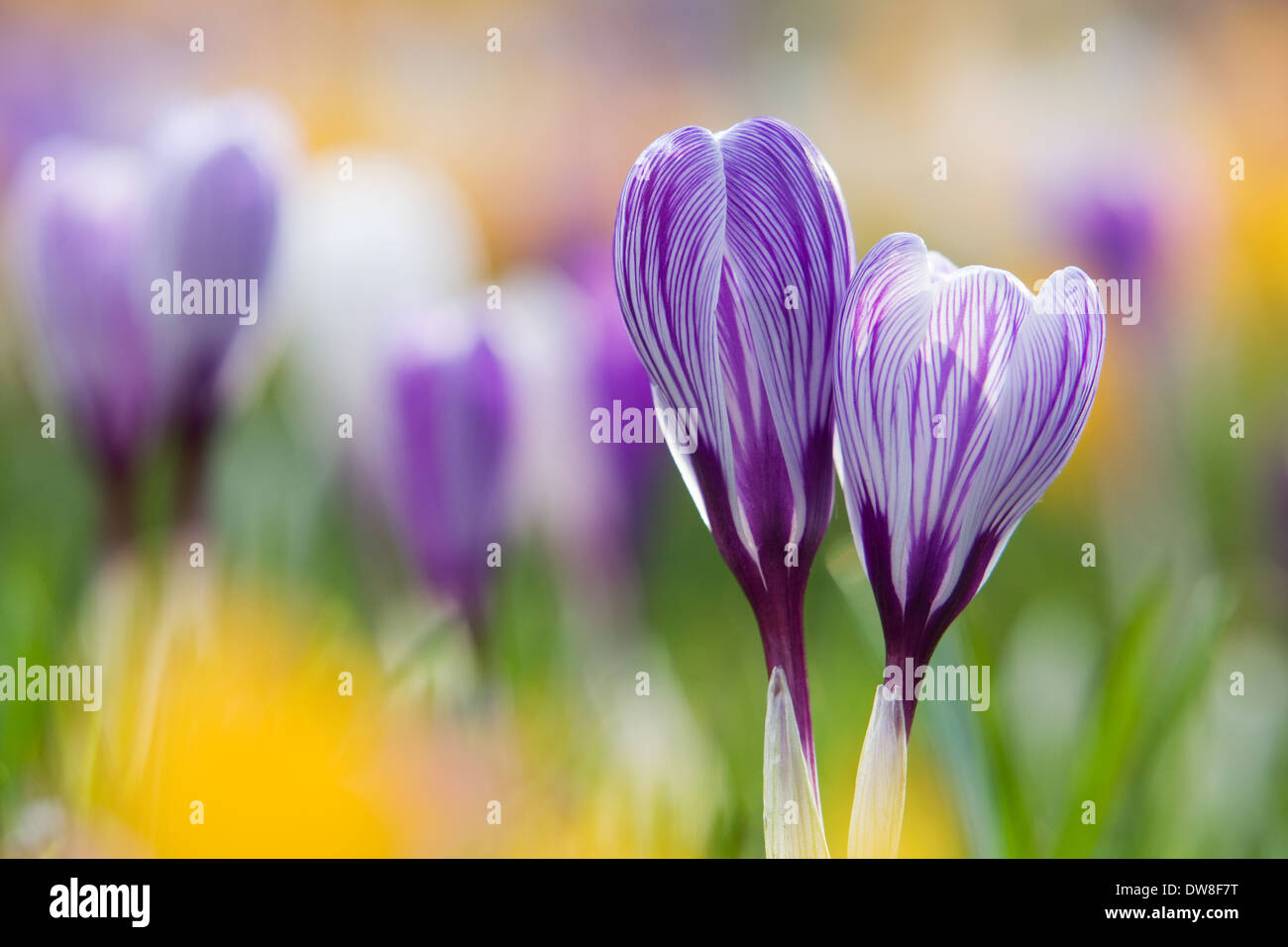 Crocus flowers growing outside in the English countryside in Spring Stock Photo