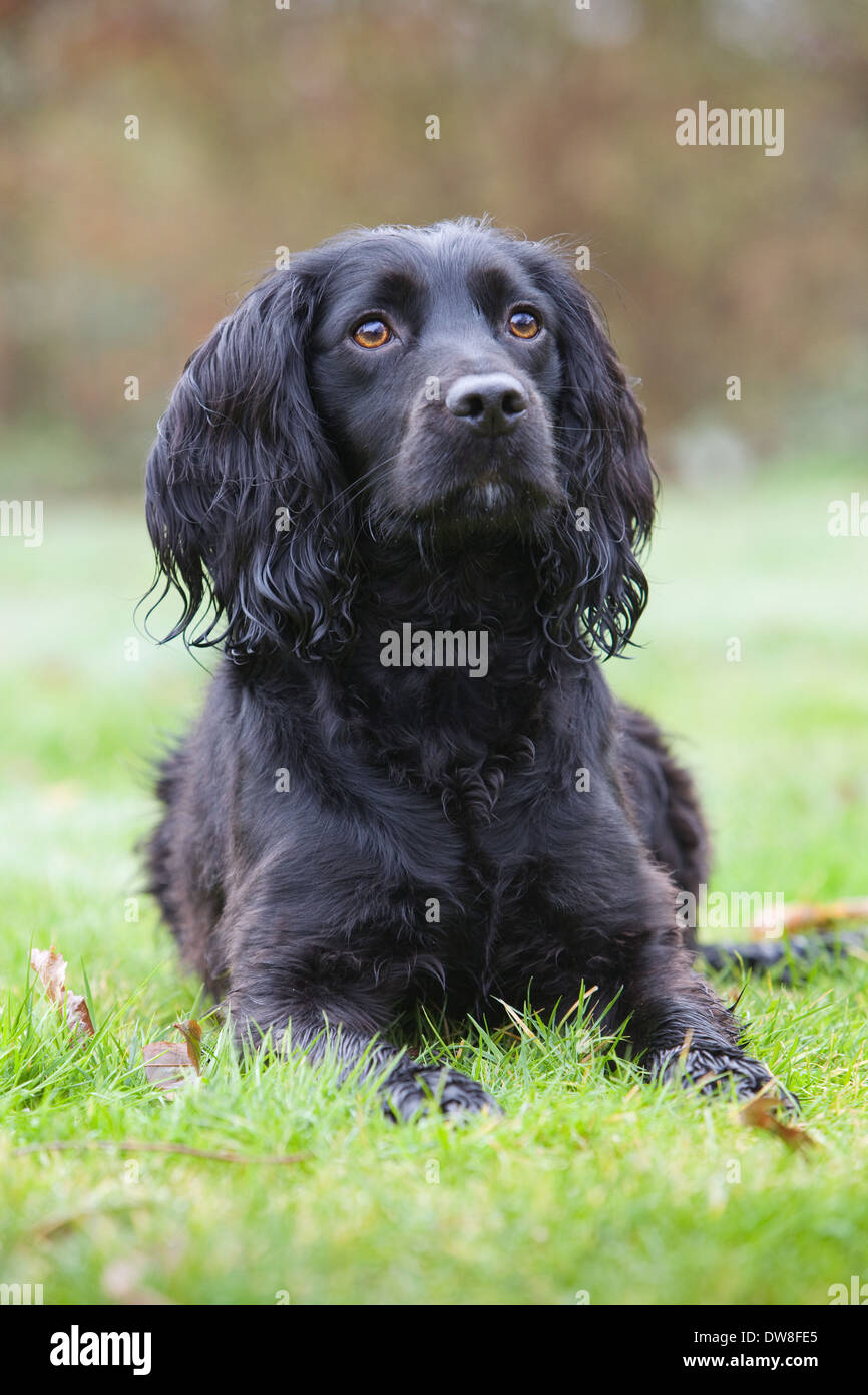 A black cocker spaniel dog laying down outside on grass Stock Photo
