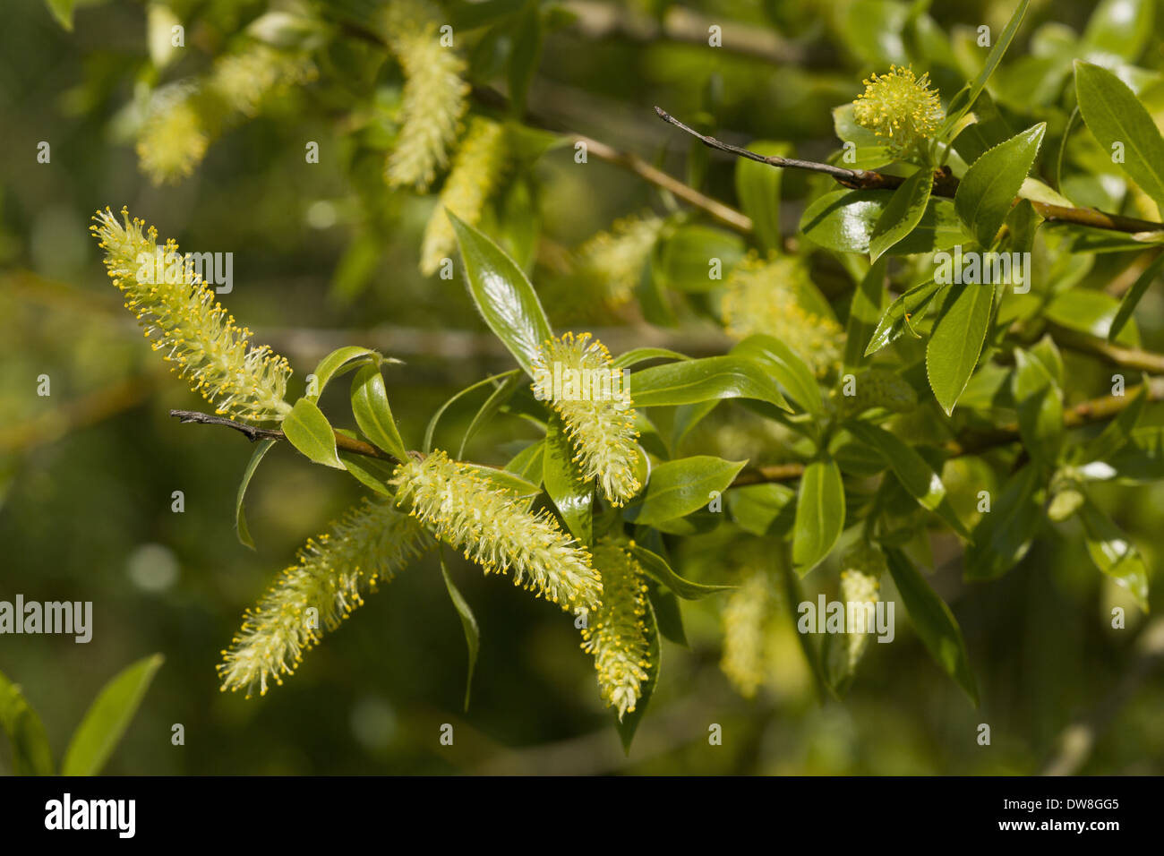 Crack Willow (Salix fragilis) close-up of flowers and leaves North Meadow Thames Floodplain Wiltshire England May Stock Photo
