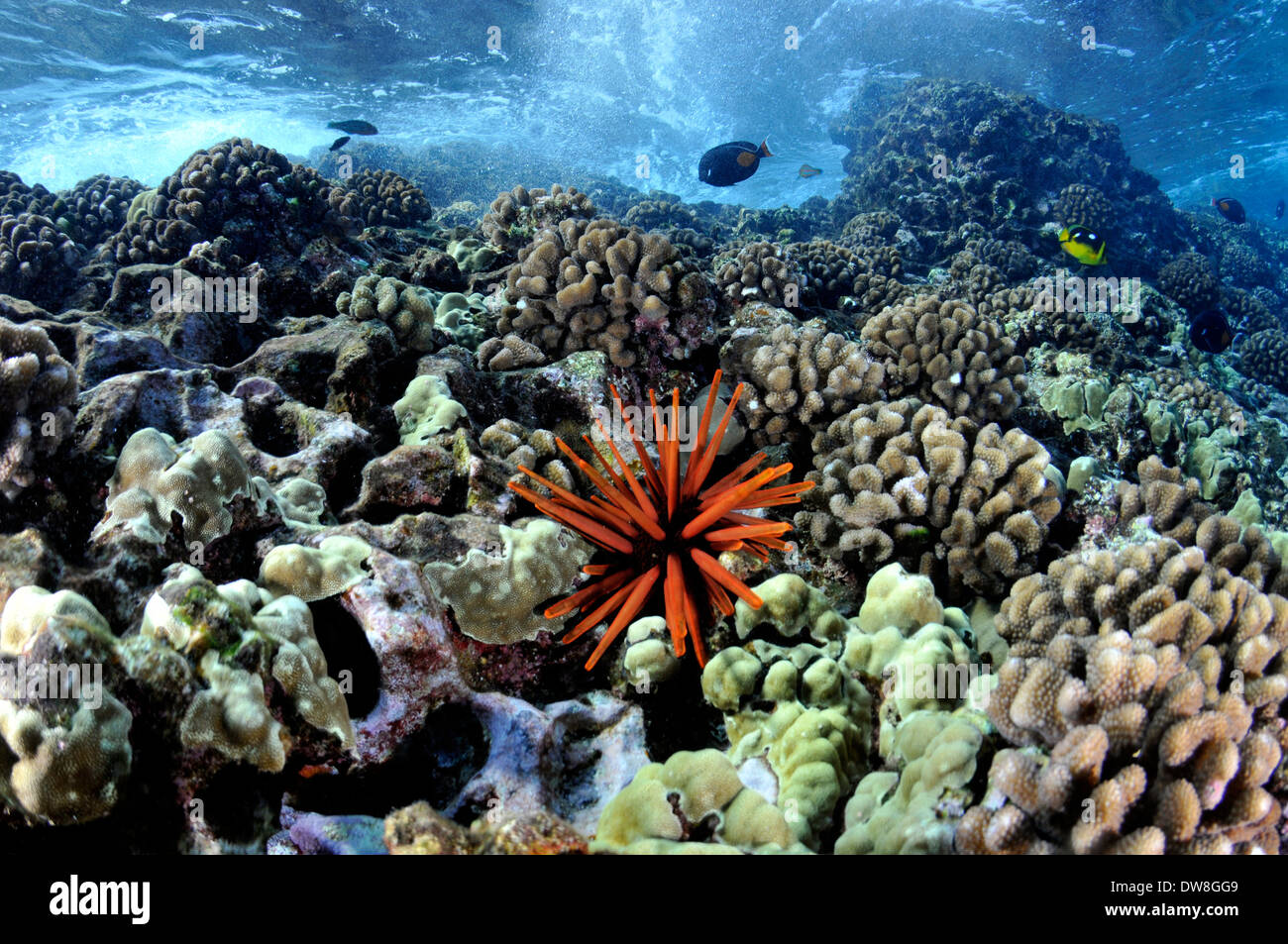 Waves crash on a healthy coral reef with a red slate pencil urchin, Heterocentrotus mamillatus, Molokini, Maui, Hawaii, USA Stock Photo