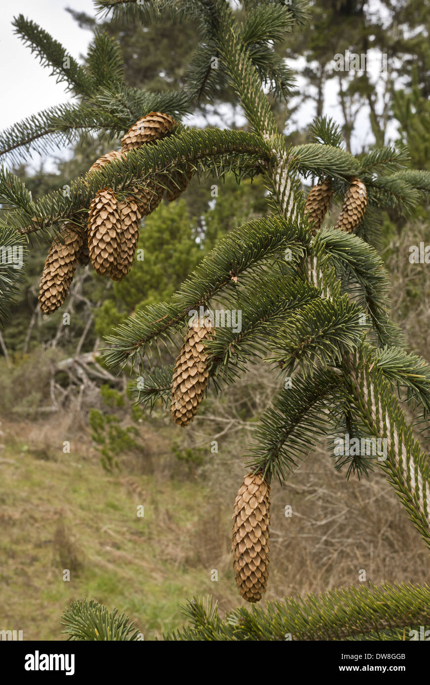 Sitka Spruce (Picea sitchensis) close-up of mature cones Califonia U.S.A. February Stock Photo
