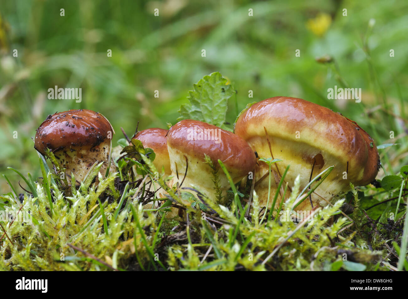 Larch Bolete (Suillus grevillei) fresh fruiting bodies growing in grassland Lound Nottinghamshire England October Stock Photo