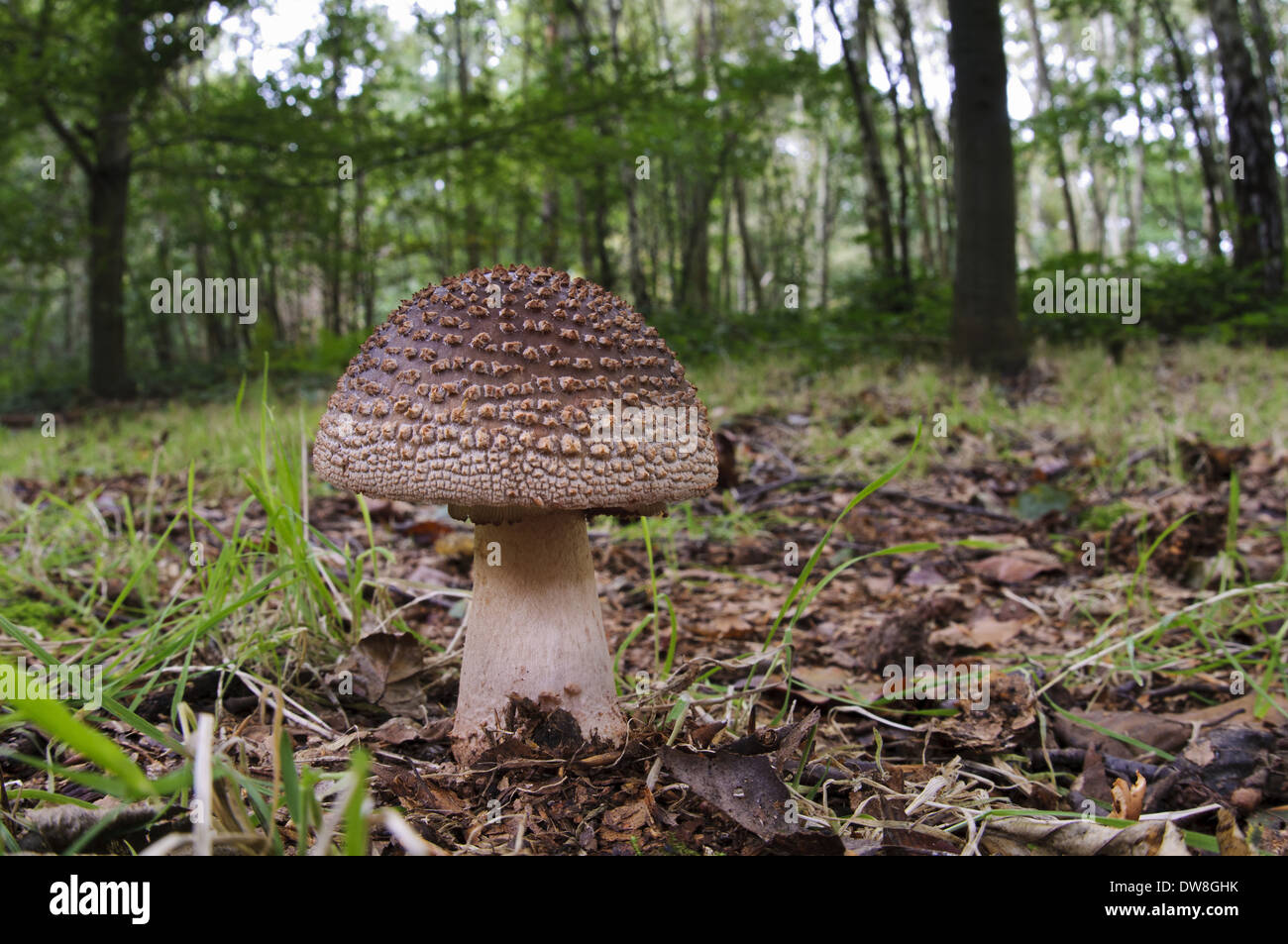 The Blusher (Amanita rubescens) fruiting body growing in deciduous woodland Clumber Park Nottinghamshire England September Stock Photo