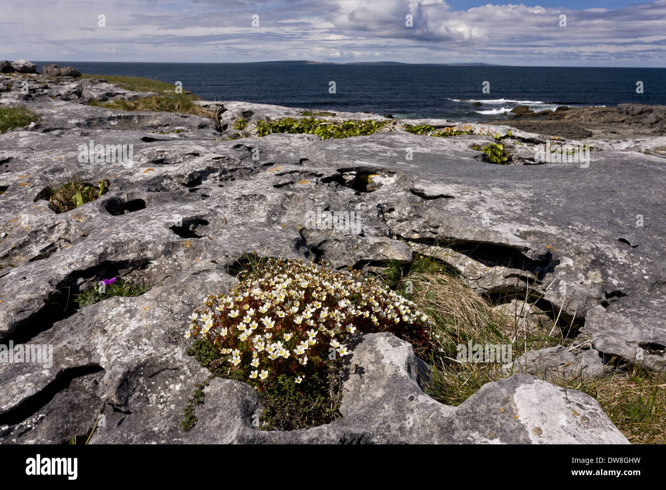 Irish Saxifrage (Saxifraga rosacea) flowering growing on coastal limestone pavement habitat Poulsallagh The Burren County Clare Stock Photo