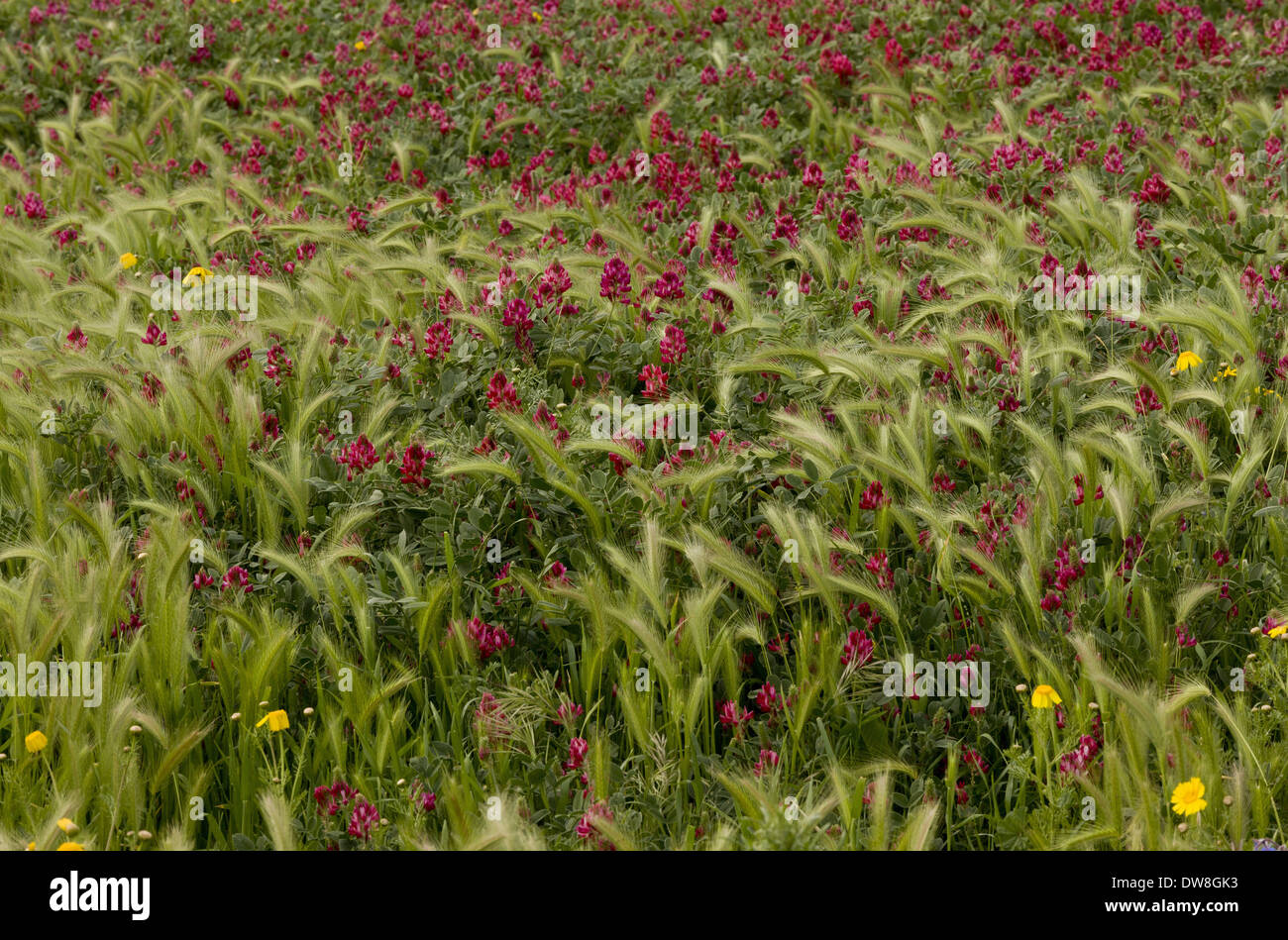 Italian Sainfoin (Hedysarum coronarium) flowering mass growing in field as relic of former fodder crop Sardinia Italy April Stock Photo