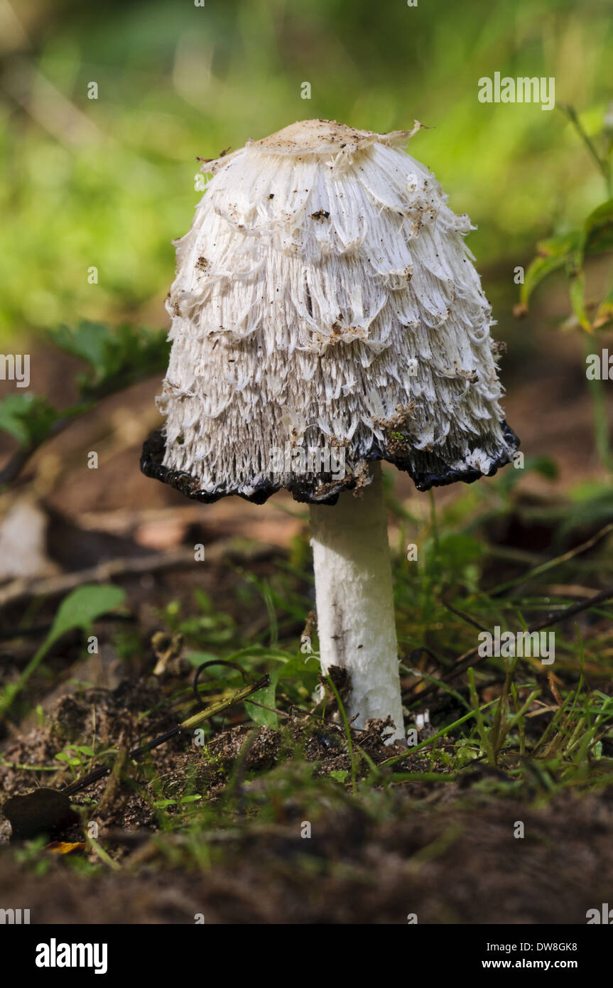 Shaggy Ink Cap (Coprinus comatus) fruiting body with cap edge beginning to deliquesce Lound Nottinghamshire England October Stock Photo