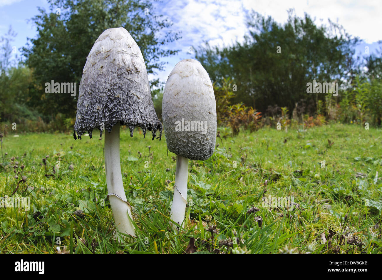 Shaggy Ink Cap (Coprinus comatus) two fruiting bodies one fresh and one with cap edge beginning to deliquesce Lound Stock Photo