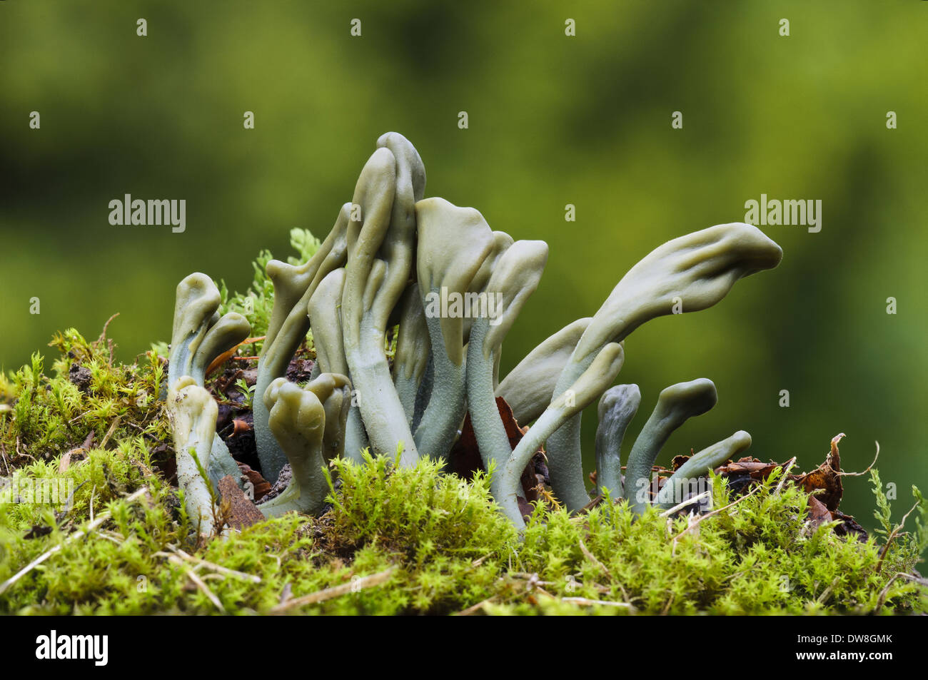 Green Earthtongue (Microglossum viride) fruiting bodies growing from mossy ground Clumber Park Nottinghamshire England September Stock Photo