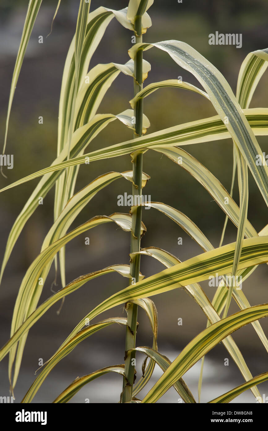 Giant Reed (Arundo donax) 'Variegata' close-up of variegated leaves Dordogne France November Stock Photo