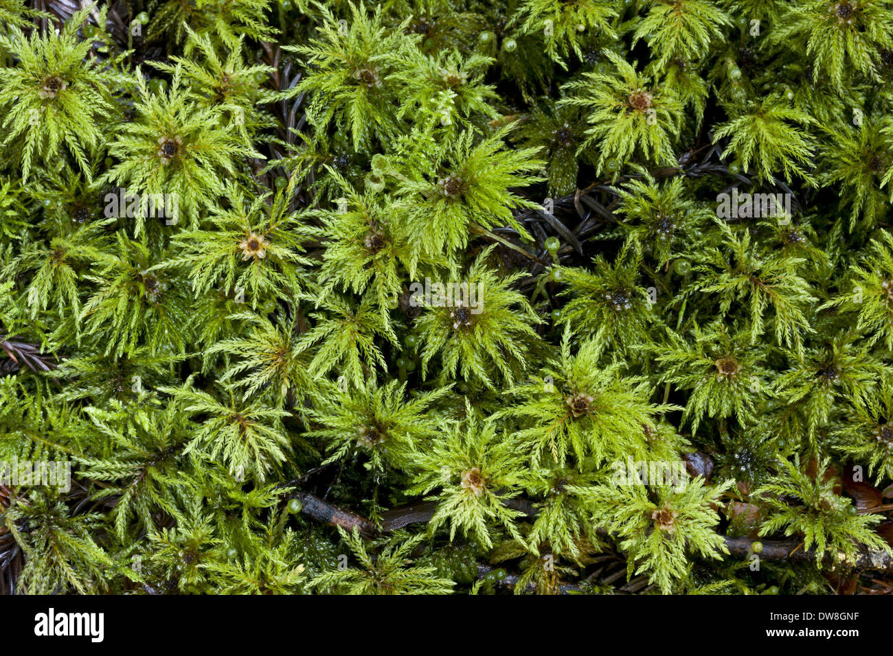 Umbrella Moss (Leucolepis acanthoneuron) male gametophytes growing in Coast Redwood (Sequoia sempervirens) forest Humboldt Stock Photo