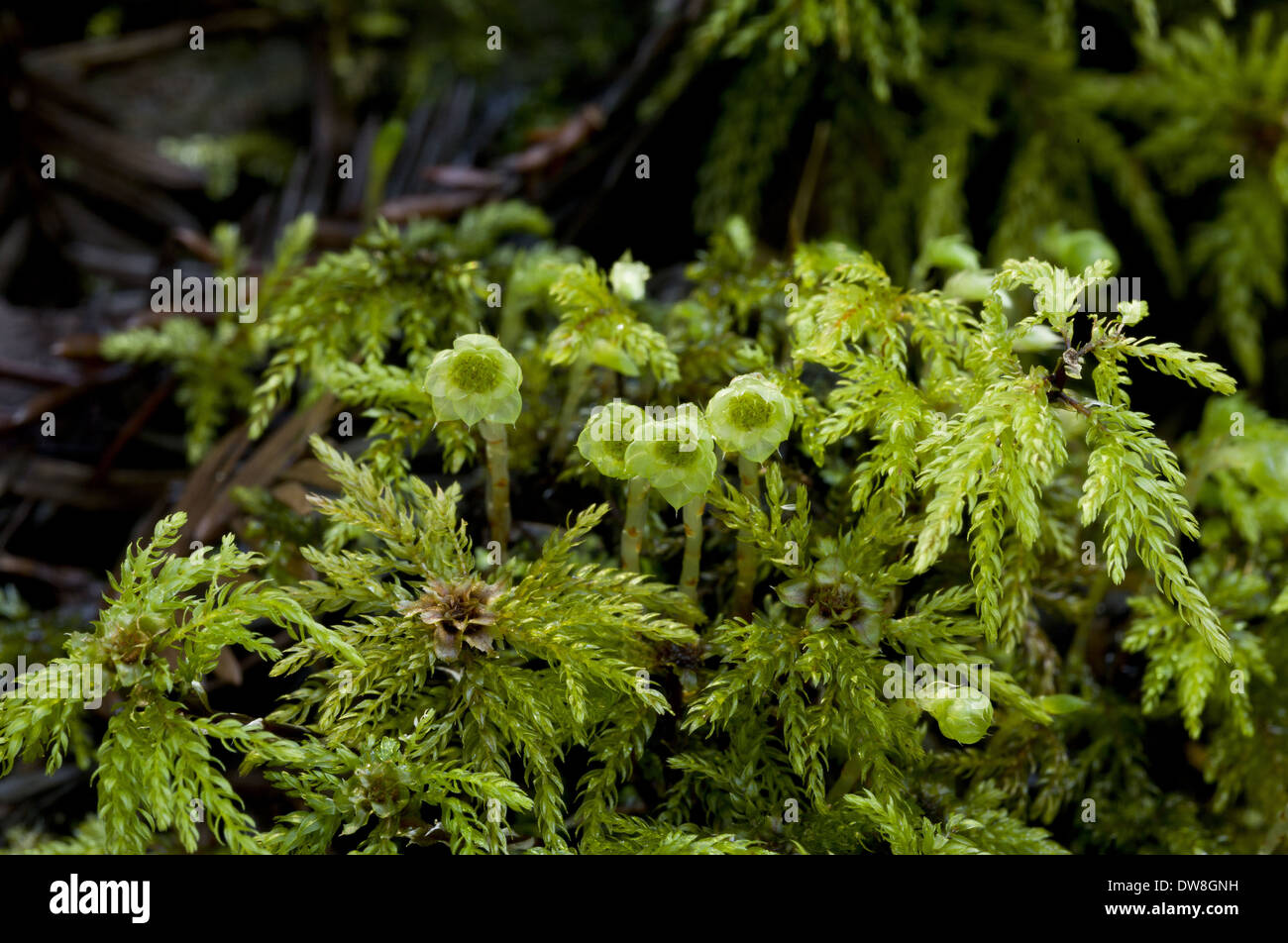 Umbrella Moss (Leucolepis acanthoneuron) female gametophytes growing in Coast Redwood (Sequoia sempervirens) forest Humboldt Stock Photo
