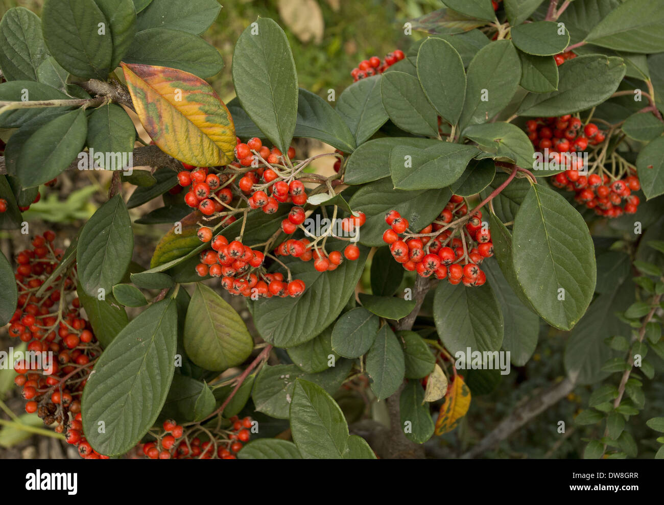 Late Cotoneaster (Cotoneaster lacteus) close-up of fruit and leaves Stock Photo