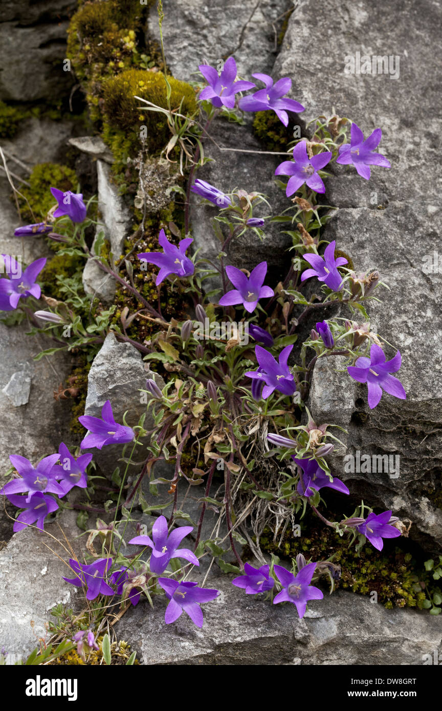 Woolly Bellflower (Campanula lanata) flowering Triglav Gorge Balkan Mountains Bulgaria June Stock Photo