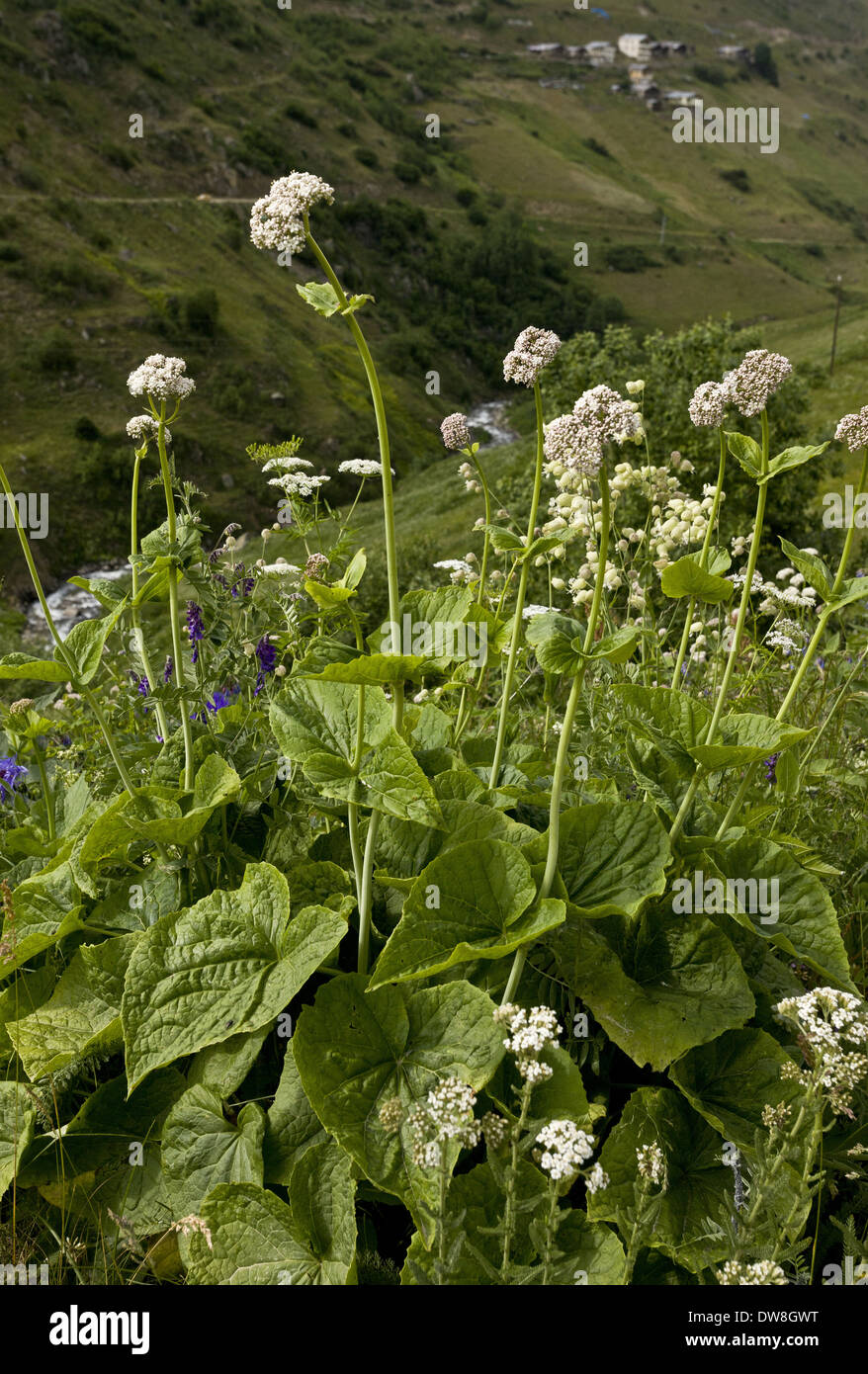 Caucasian Valerian (Valeriana alliarifolia) flowering growing on high grazing pasture Anzar Yayla Pontic Mountains Anatolia Stock Photo