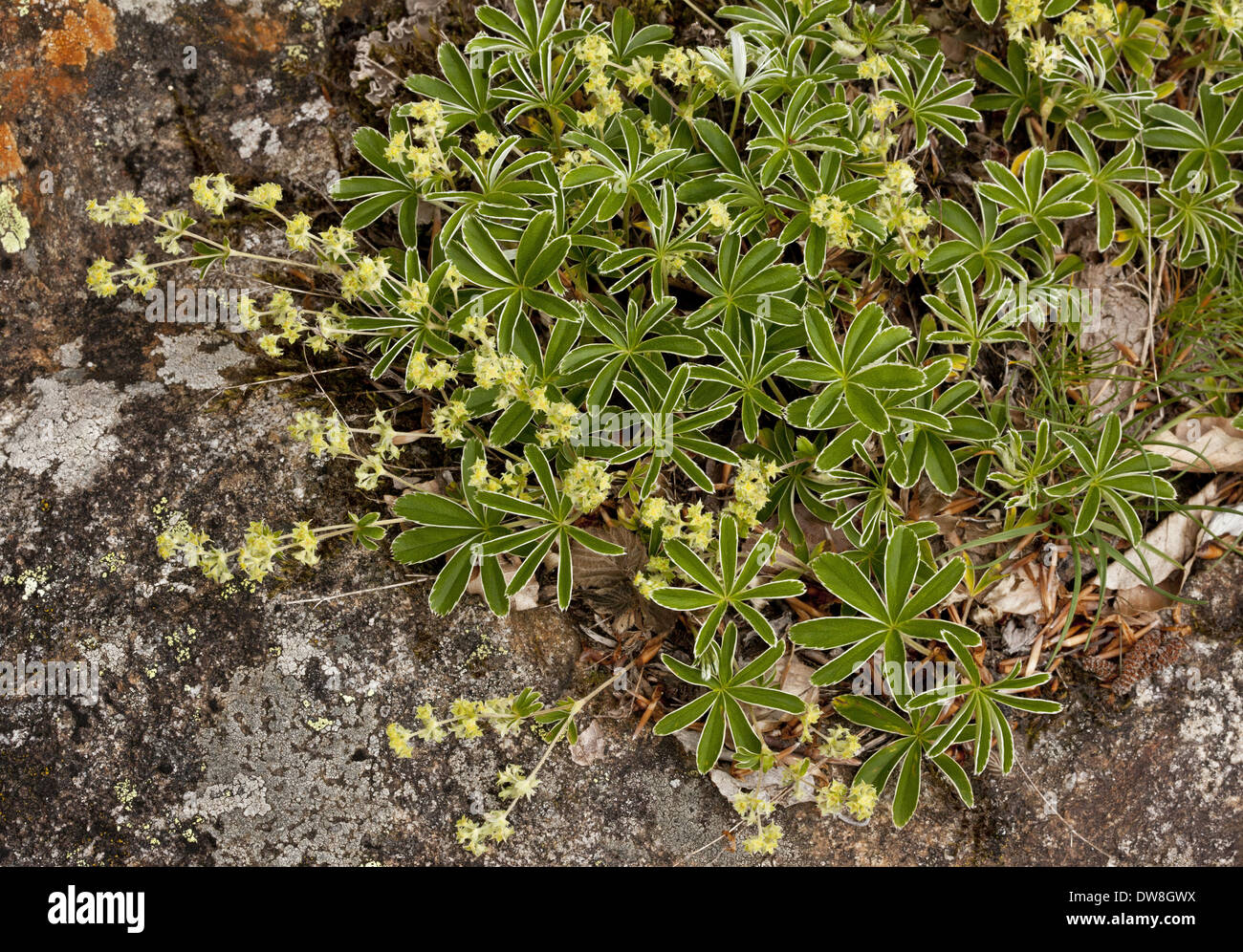 Silvery Lady's-mantle (Alchemilla plicatula) flowering French Pyrenees France June Stock Photo