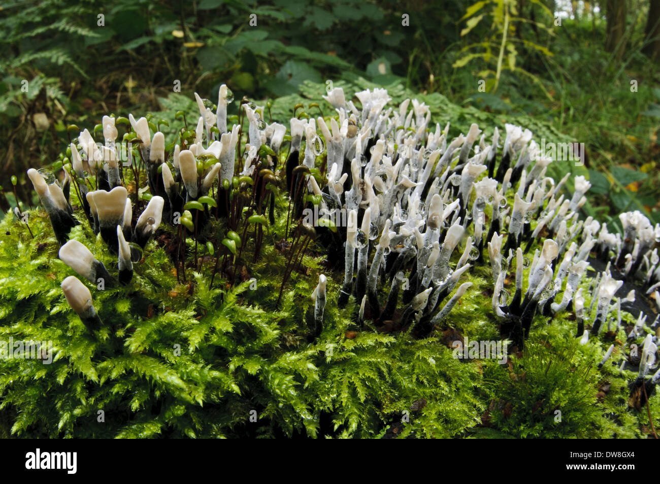 Candle-snuff Fungus (Xylaria hypoxylon) fruiting bodies group growing on moss covered rotting wood Potteric Carr Nature Reserve Stock Photo