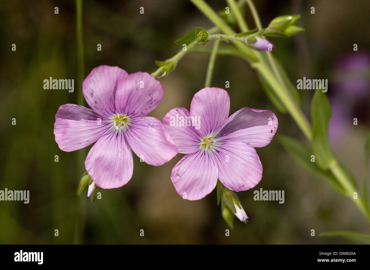 Sticky Flax (Linum viscosum) close-up of flowers Spanish Pyrenees Spain June Stock Photo