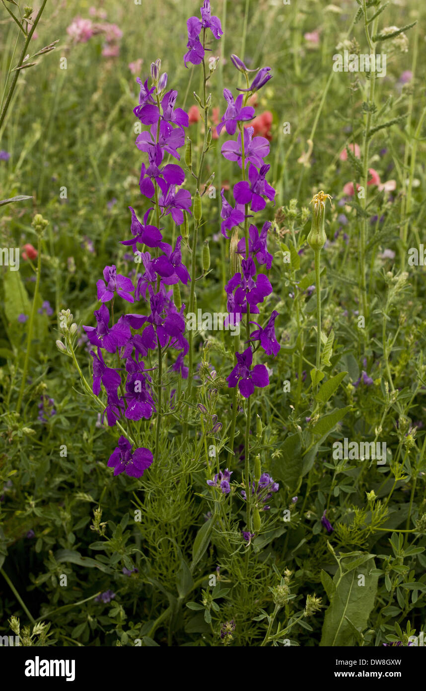 Purple Larkspur (Consolida orientalis) flowering growing in cornfield Anatolia Turkey July Stock Photo