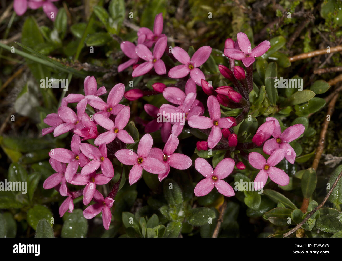 Rose Daphne (Daphne cneorum) flowering Spanish Pyrenees Spain June Stock Photo