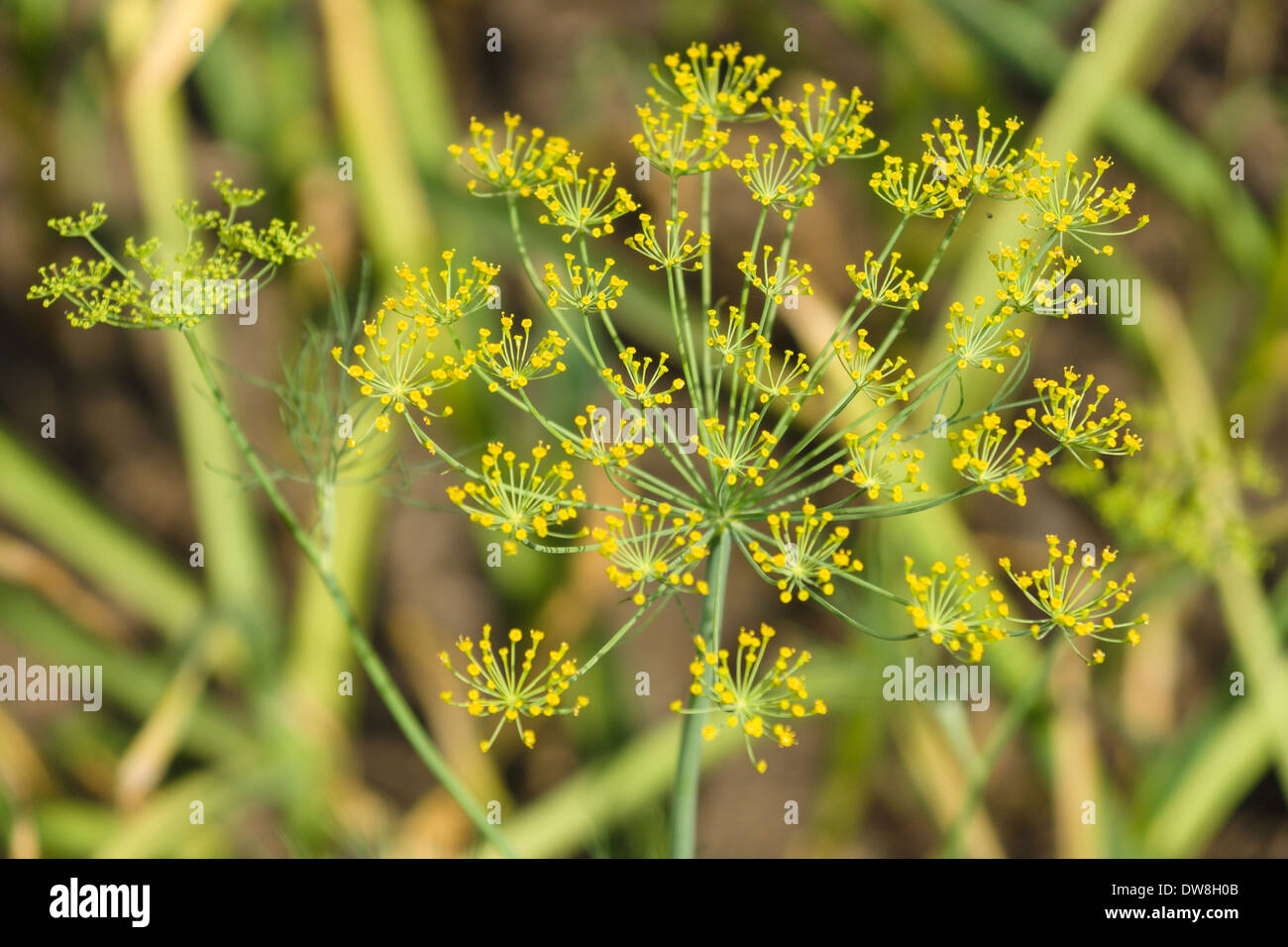Dill seed head hires stock photography and images Alamy