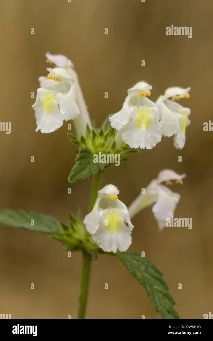 Downy Hemp-nettle (Galeopsis segetum) close-up of flowers France August Stock Photo