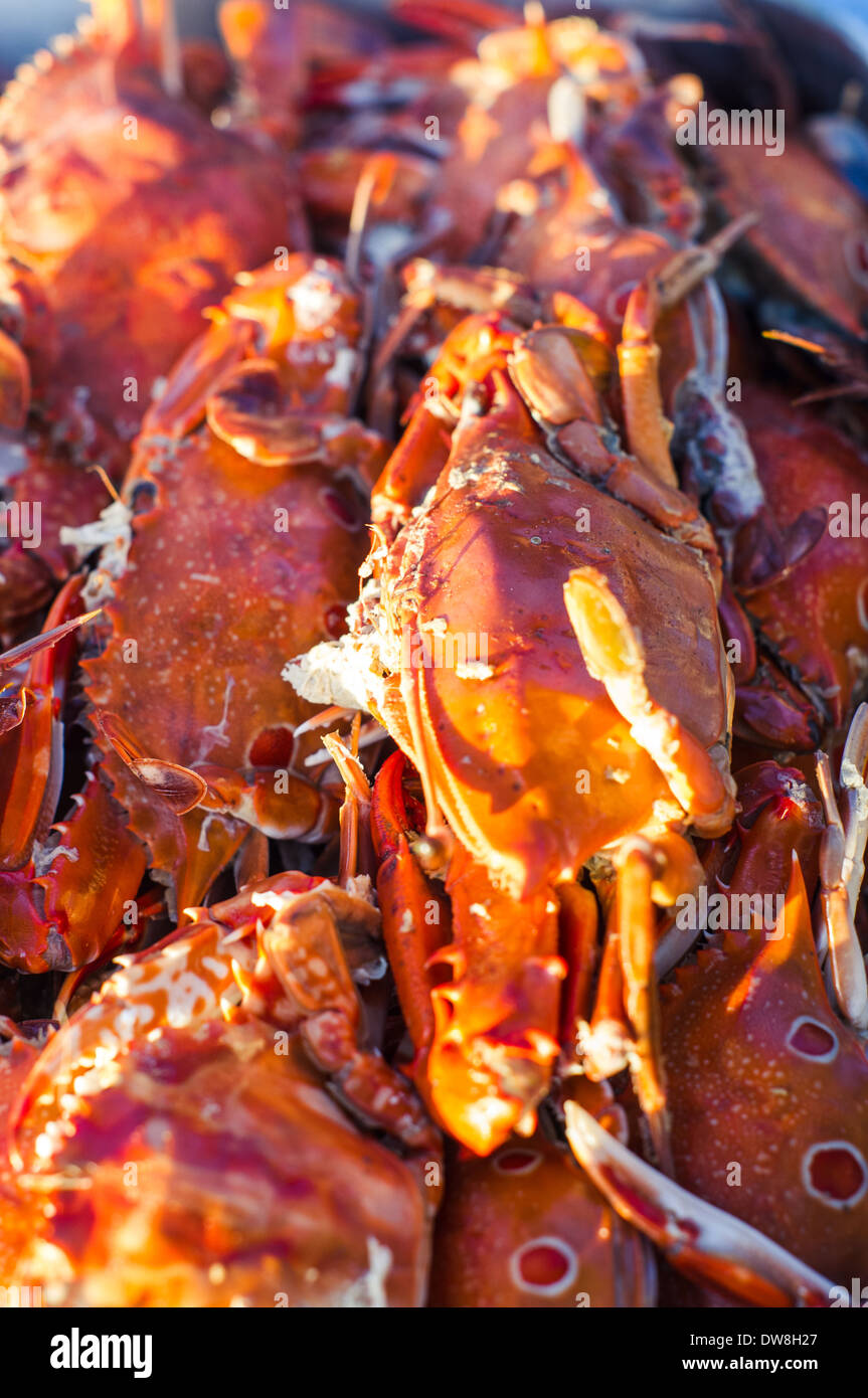 cooked crab for seafood buffet in beach party. Stock Photo