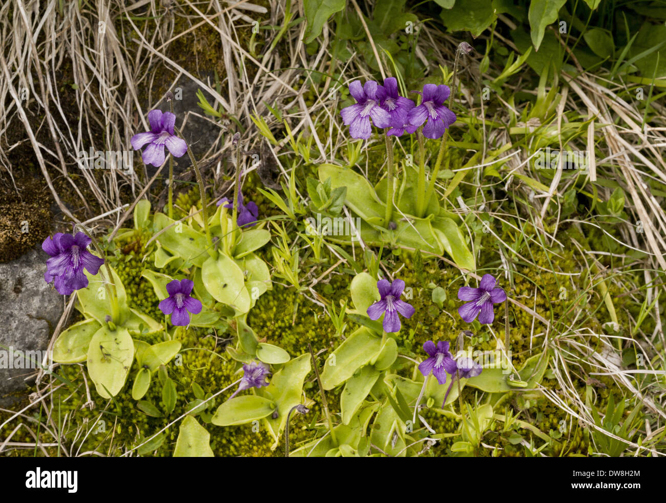 Large-flowered Butterwort (Pinguicula grandiflora) flowering French Pyrenees France June Stock Photo