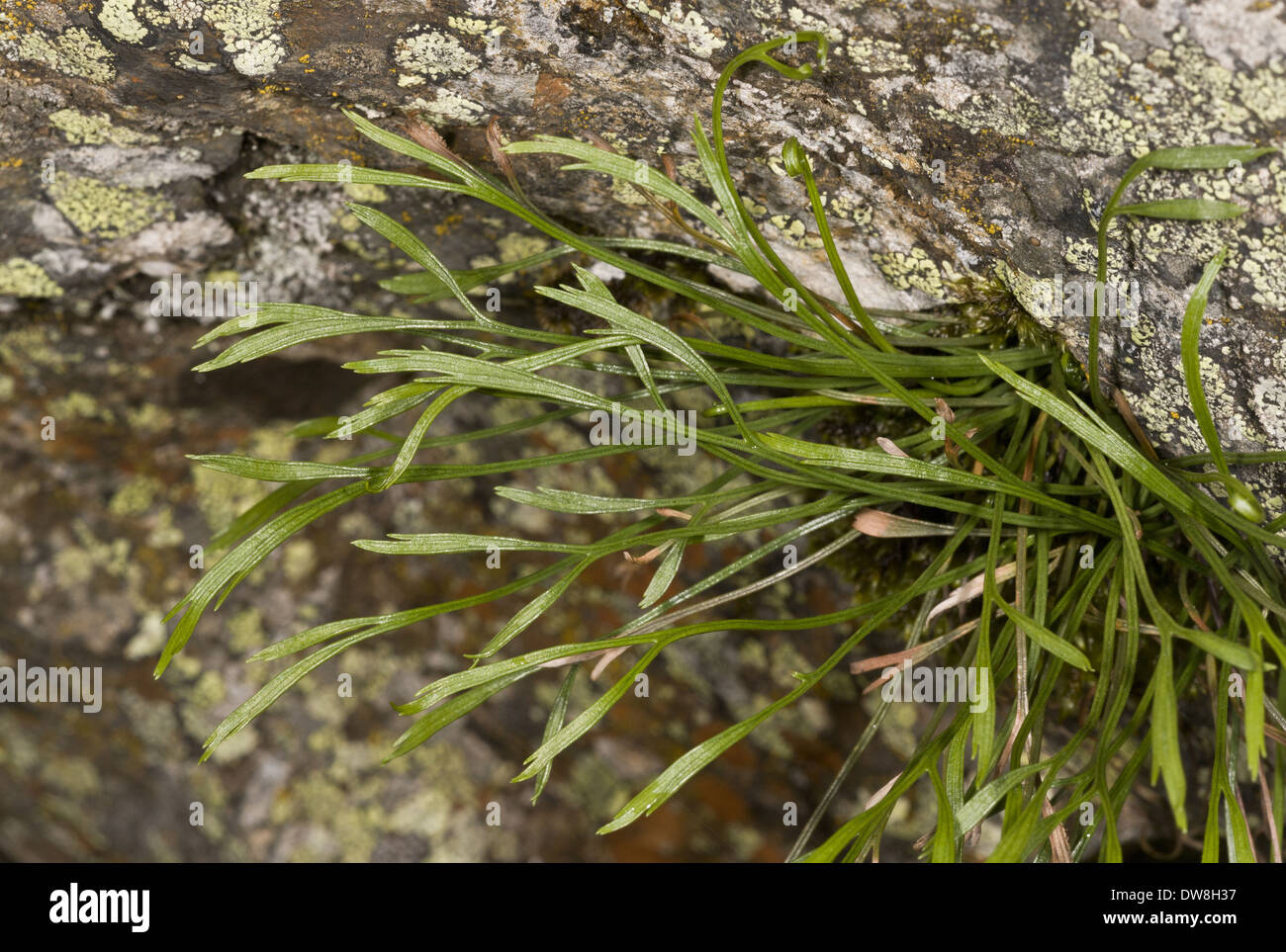 Forked Spleenwort (Asplenium septentrionale) leaves growing on acid rock Spanish Pyrenees Spain June Stock Photo