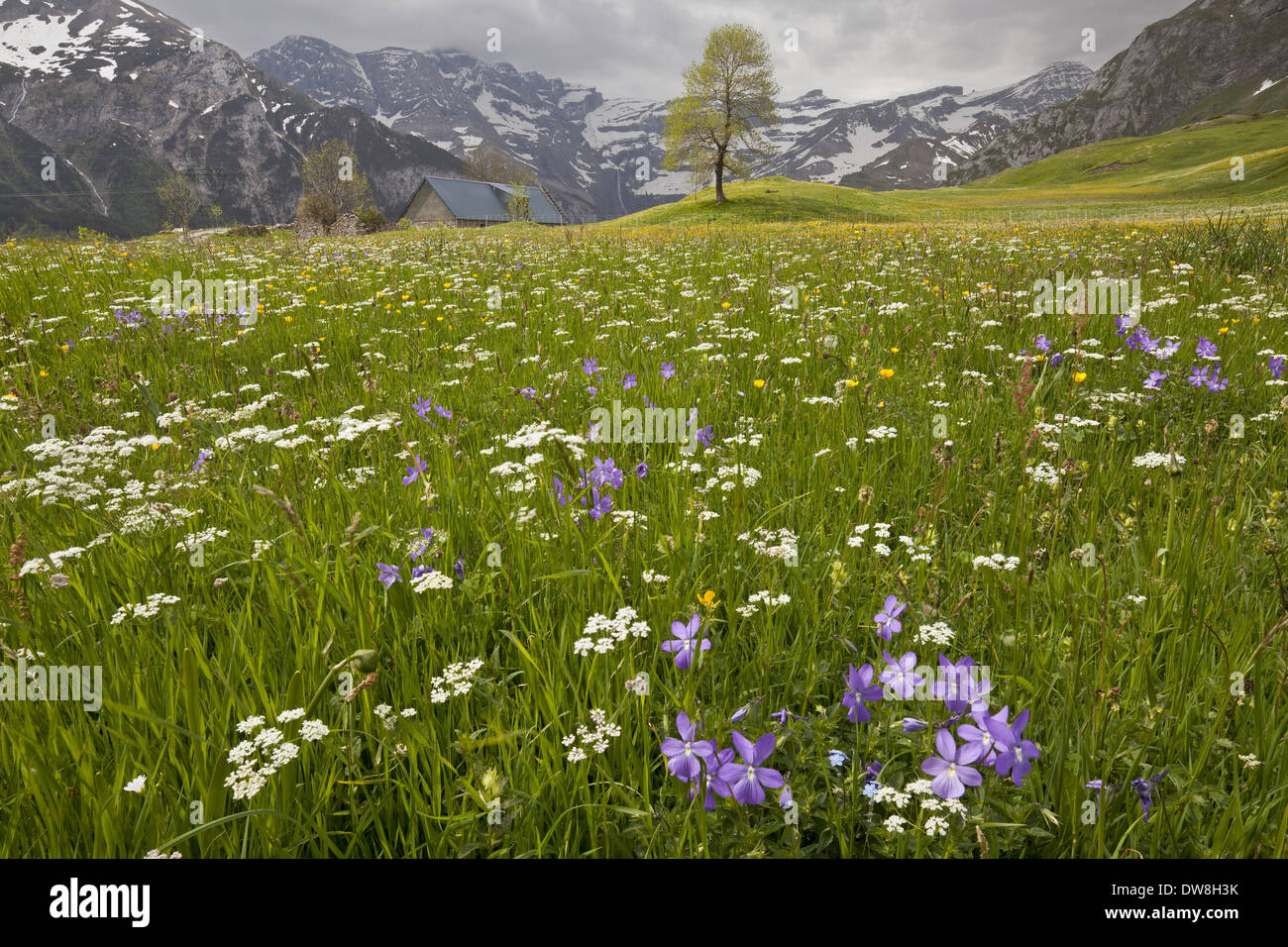 Horned Pansy (Viola cornuta) flowering growing with mixed wildflowers in hay meadow habitat Plateau de Saugue Gavarnie French Stock Photo