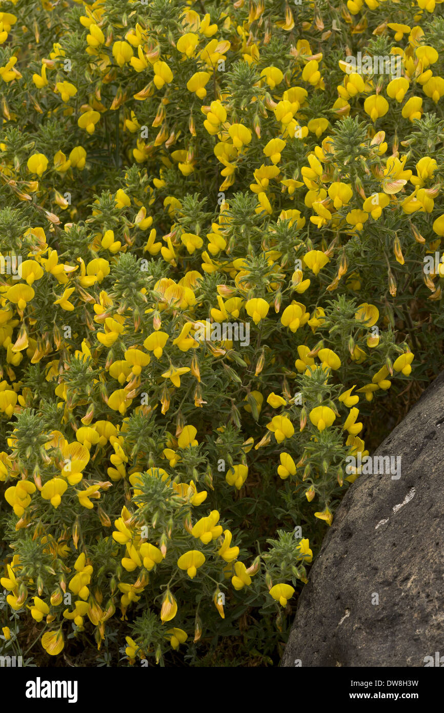 Large Yellow Restharrow (Ononis natrix) flowering Sardinia Italy April Stock Photo