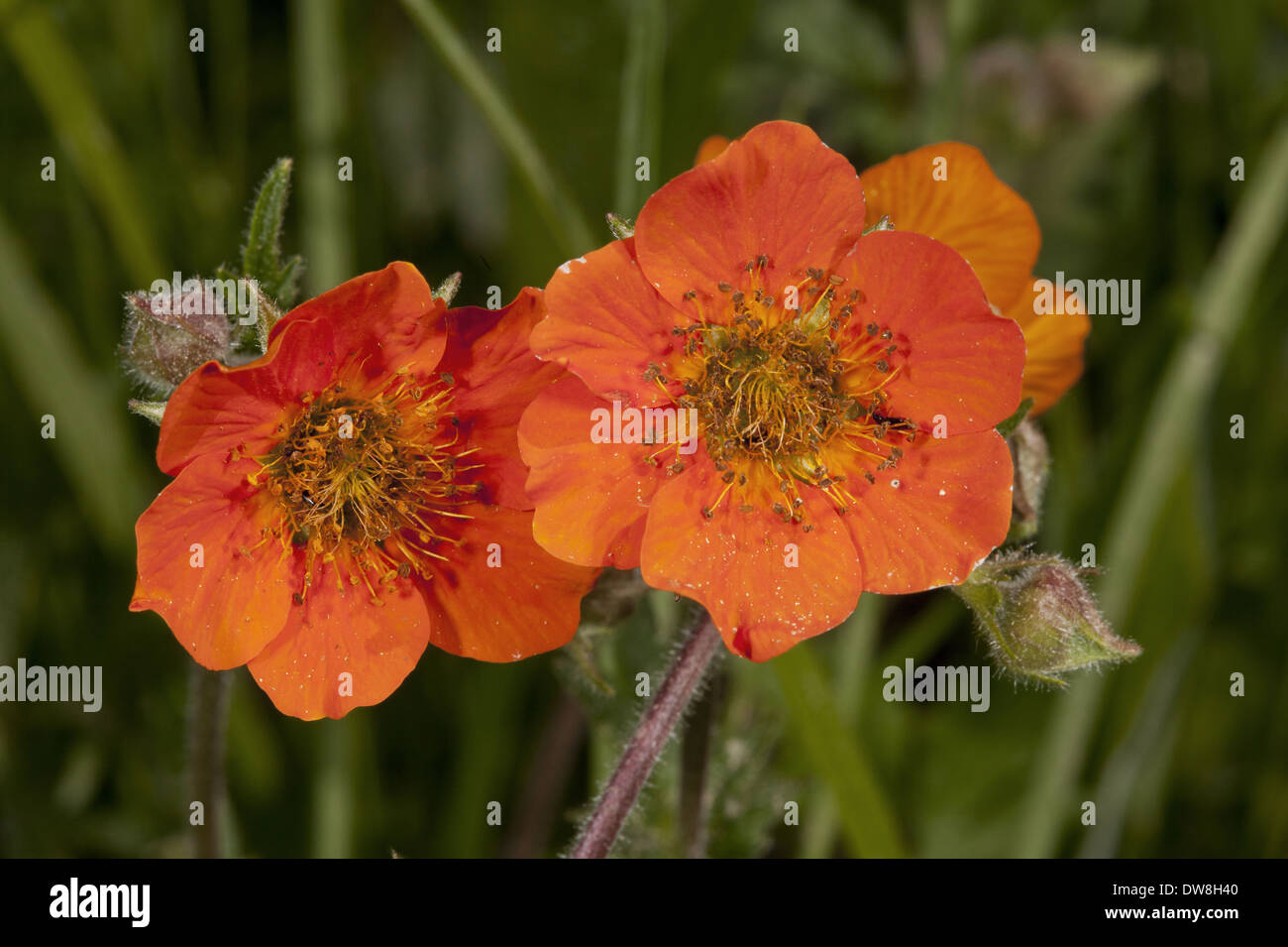 Scarlet Avens (Geum coccineum) close-up of flowers Bulgaria May Stock Photo