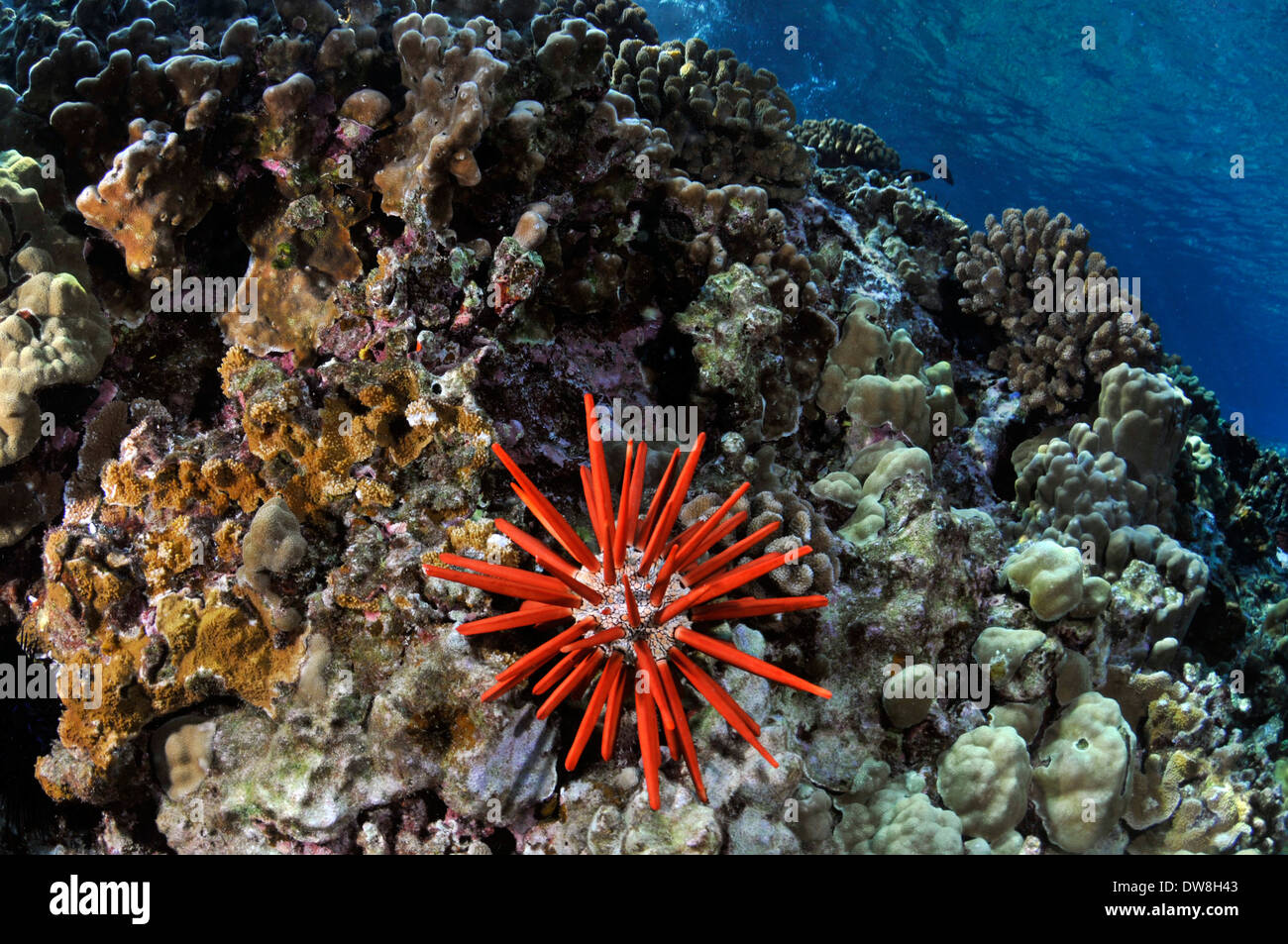 Healthy coral reef with a red slate pencil urchin, Heterocentrotus mamillatus, Molokini, Maui, Hawaii, USA Stock Photo