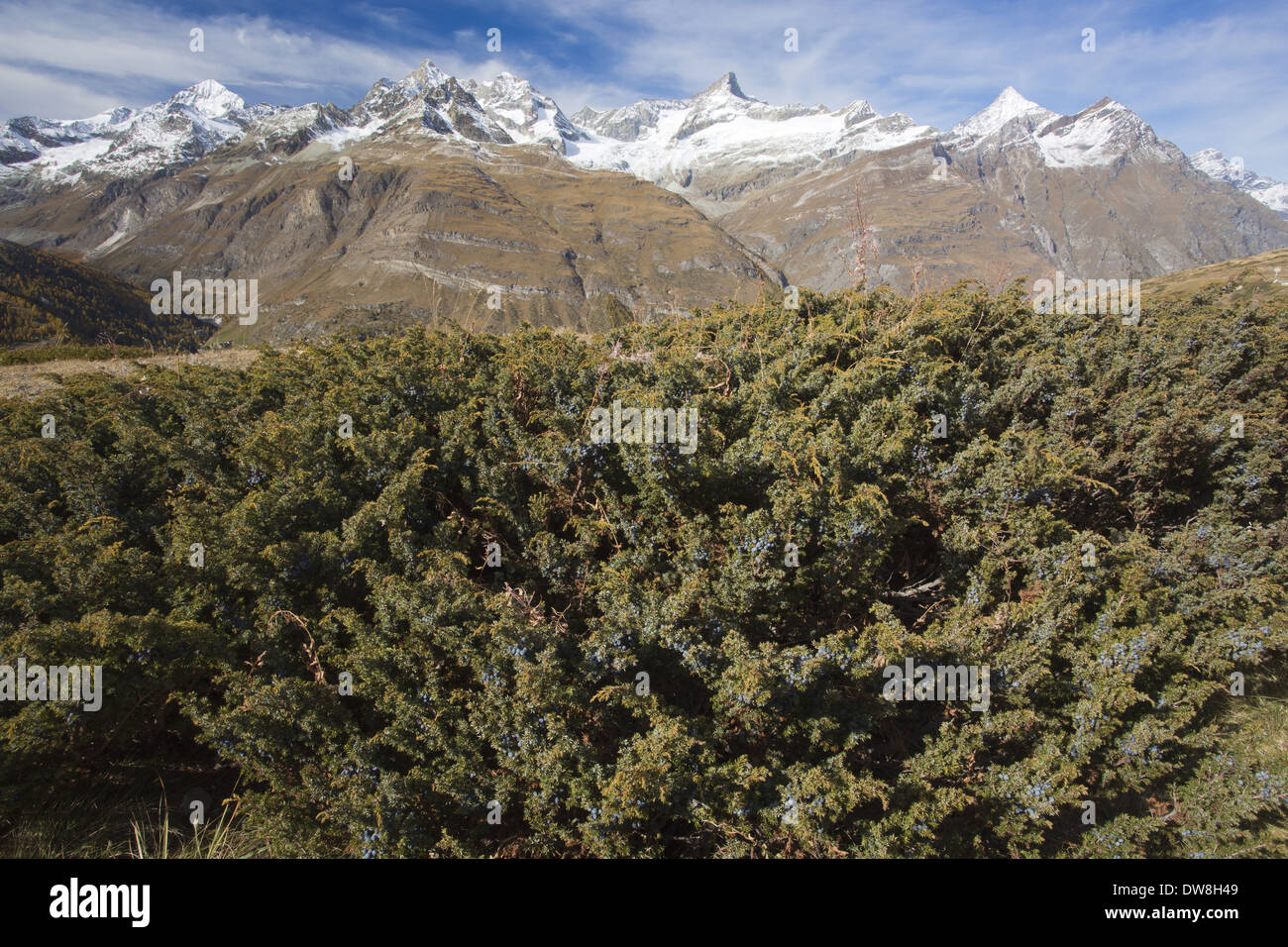 Savin Juniper (Juniperus sabina) habit in fruit growing in mountain habitat (at 2400m) Swiss Alps Switzerland October Stock Photo