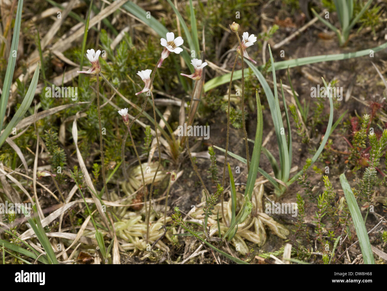 Pale Butterwort (Pinguicula lusitanica) flowering growing in bog France June Stock Photo