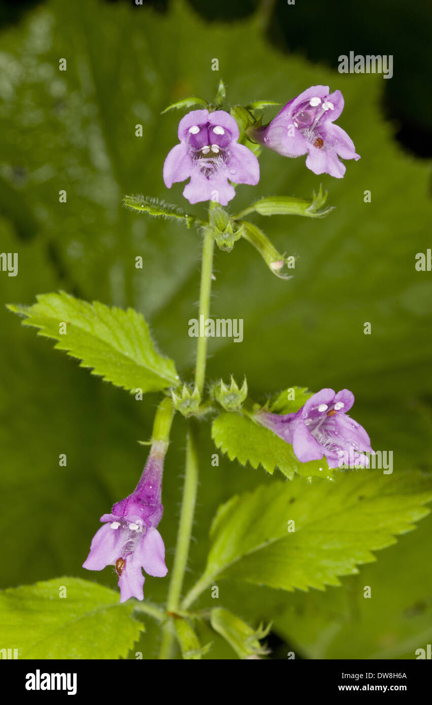 Large-flowered Calamint (Calamintha grandiflora) close-up of flowers Auvergne France August Stock Photo
