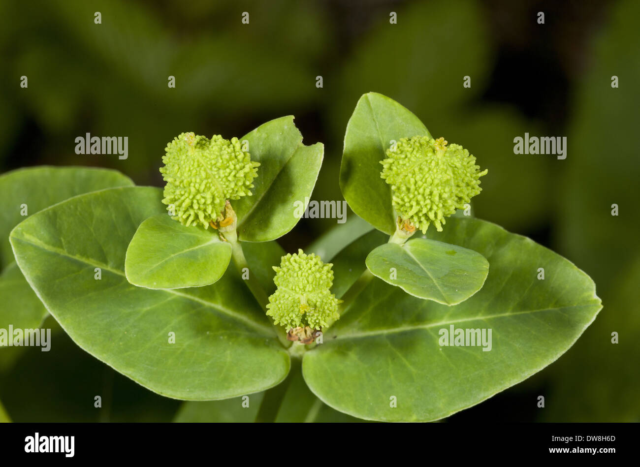 Irish Spurge (Euphorbia hyberna) close-up of wart-covered fruits Massif du Sancy Auvergne France July Stock Photo