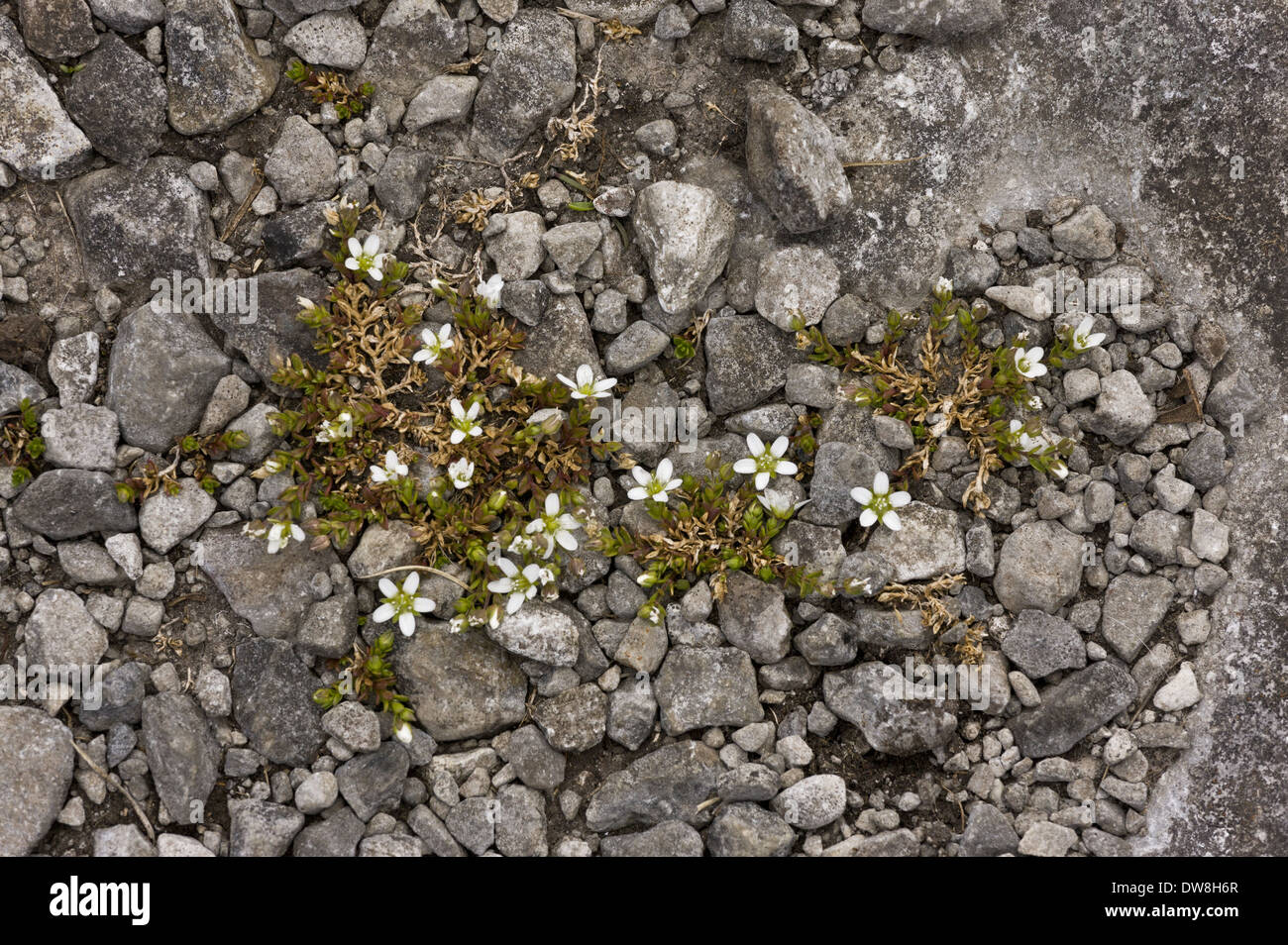 Arctic Sandwort (Arenaria norvegica ssp. norvegica) flowering growing on limestone The Burren County Clare Ireland May Stock Photo