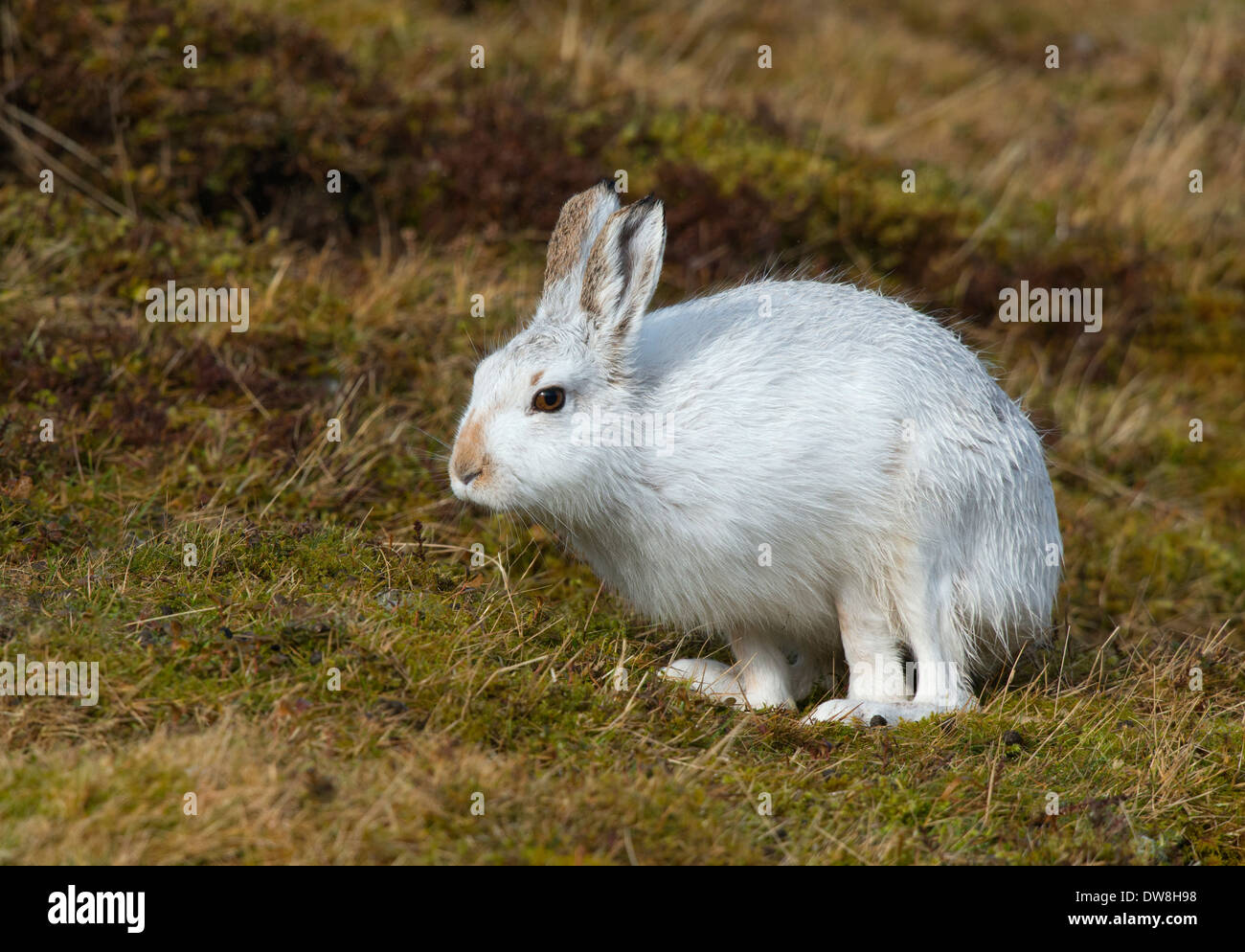 mountain hare in its winter white winter coat about to run off left Stock Photo