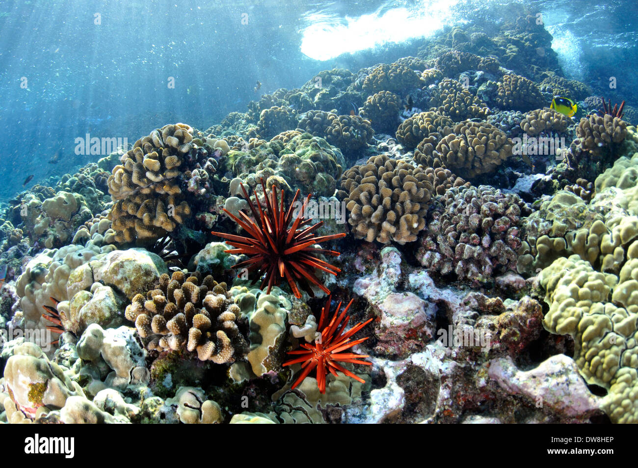 Healthy coral reef with red slate pencil urchins, Heterocentrotus mamillatus, Molokini, Maui, Hawaii, USA Stock Photo