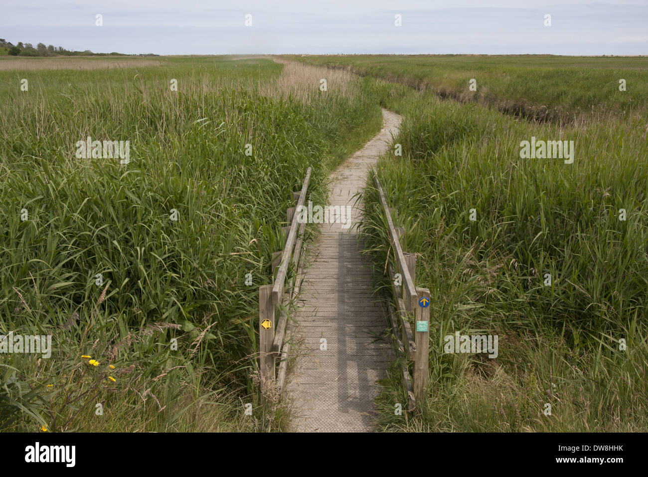 Footbridge and boardwalk in coastal marshland habitat Walberswick National Nature Reserve Suffolk England July Stock Photo