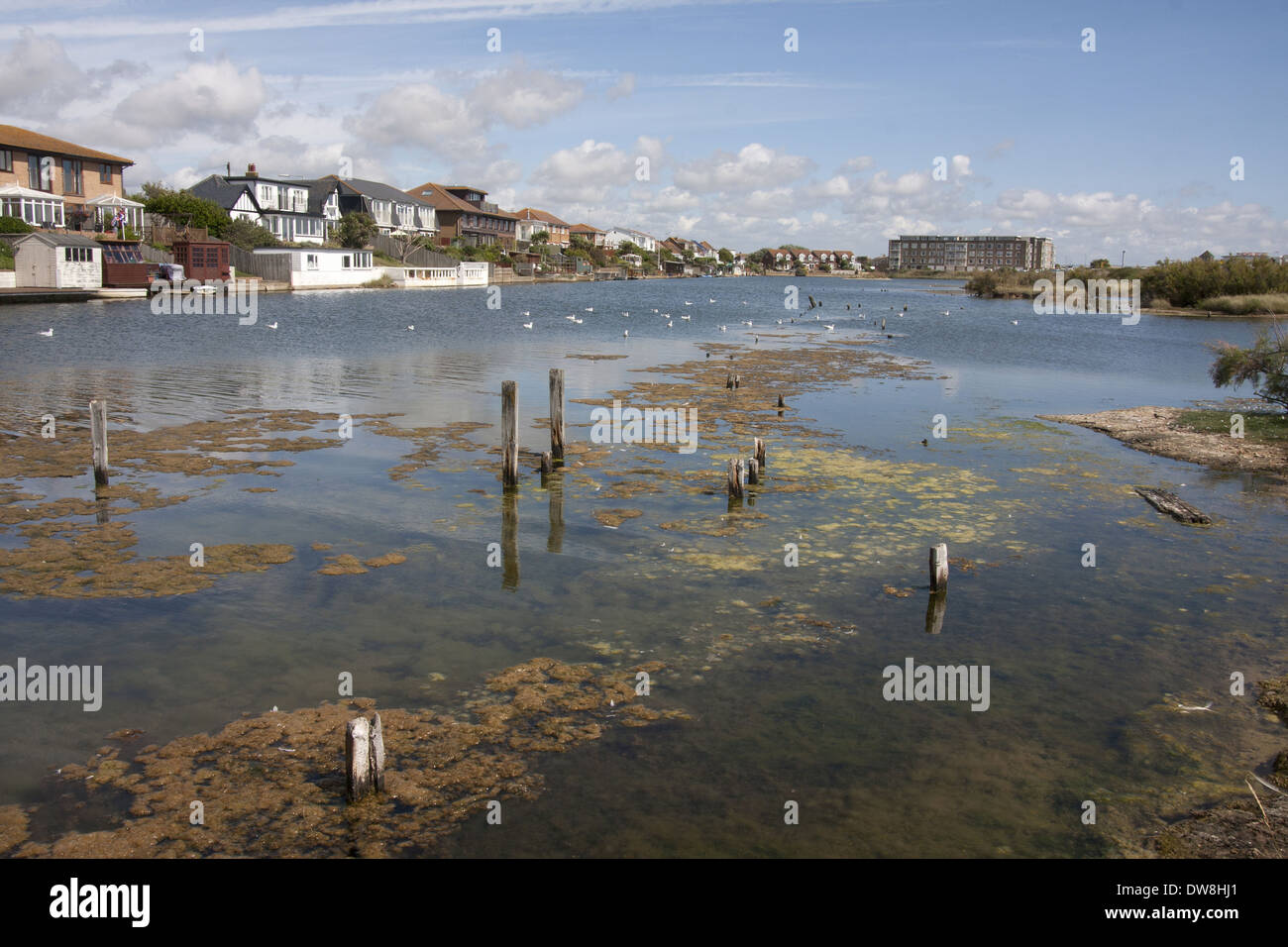 View of shallow saline lagoon habitat situated on coastal marshland