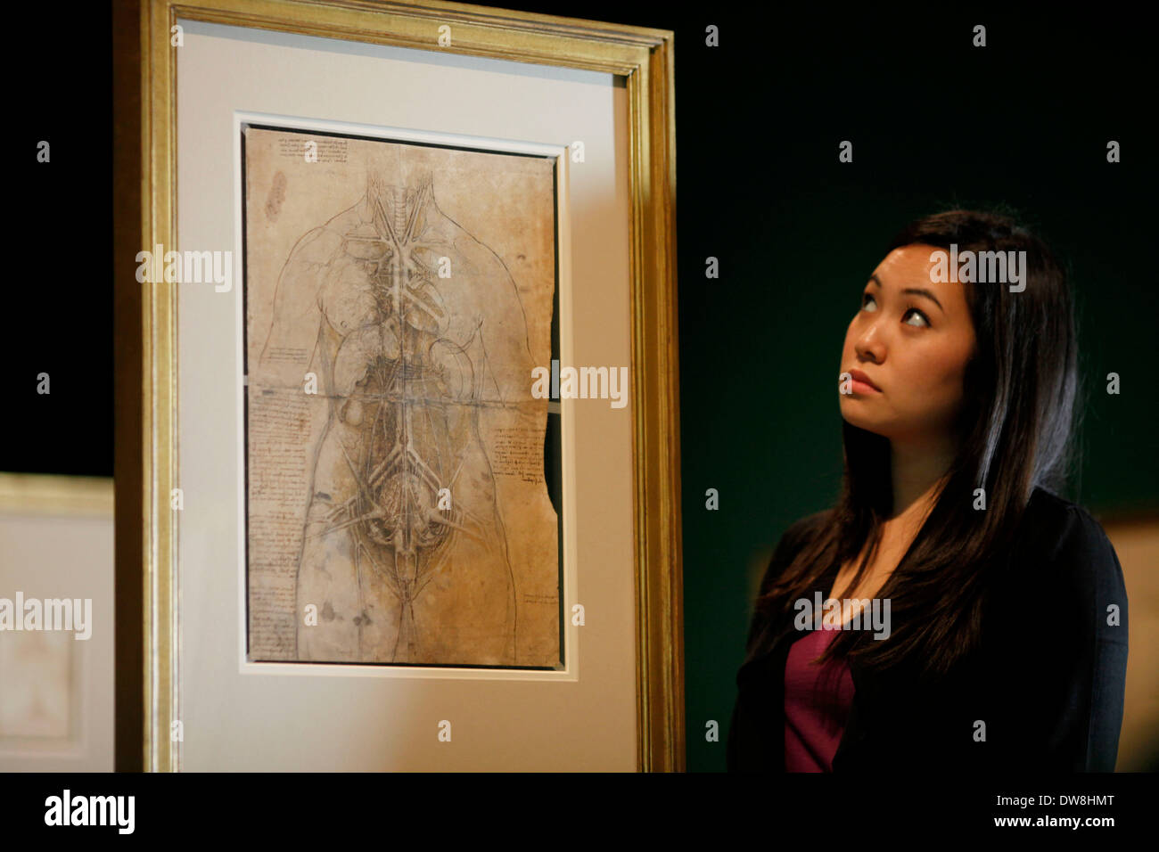 Employee Hanae Tsuji poses with artist Leonardo da Vinci's drawing 'The cardiovascular system and principal organs of a woman, c.1509-10' at the Queen's Gallery at Buckingham Palace in London April 30, 2012. The exhibition 'Leonardo da Vinci : Anatomist' opens Friday and runs to October 7, 2012. Stock Photo